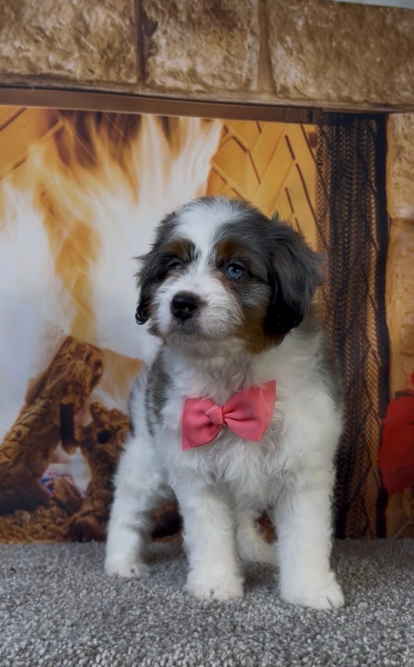 Ms. Bubbles the F1-B Micro Mini-Bernedoodle - Image 2