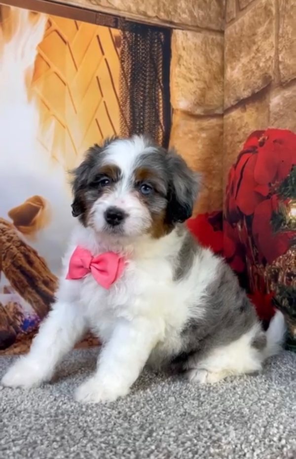 Ms. Bubbles the F1-B Micro Mini-Bernedoodle - Image 4