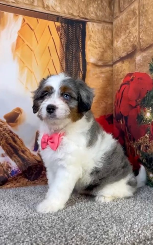 Ms. Bubbles The Micro Mini-Bernedoodle puppy