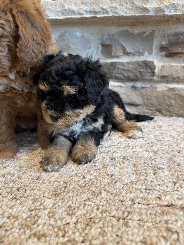 New F1B Micro-Mini Bernedoodle Litter from Amber & Rocky - Image 2