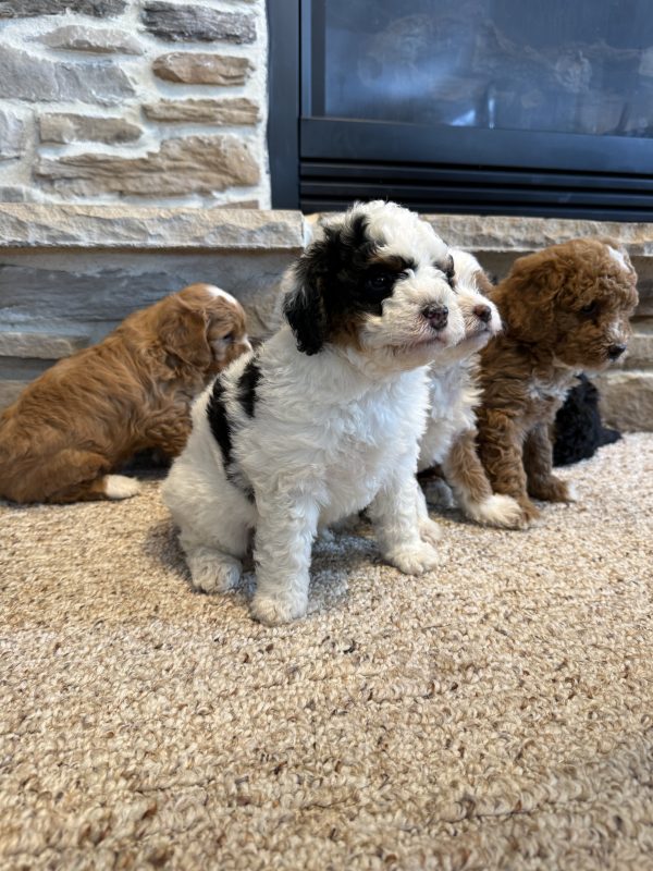 New F1B Micro-Mini Bernedoodle Litter from Amber & Rocky puppy