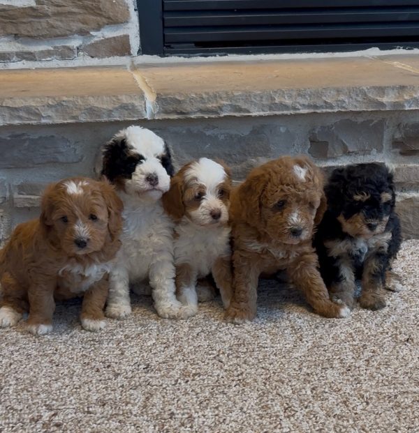 New F1B Micro-Mini Bernedoodle Litter from Amber & Rocky - Image 3