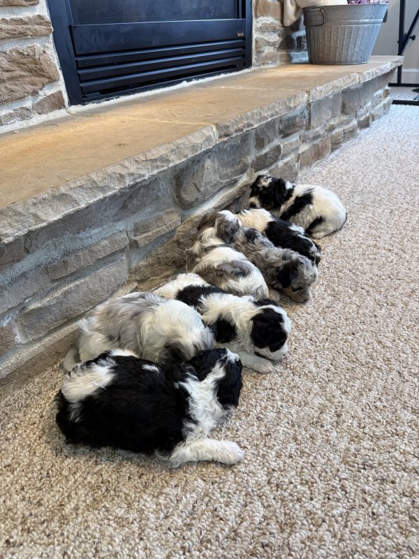 New F1B Micro-Mini Bernedoodle Litter from Brianna & Cyclone - Image 2