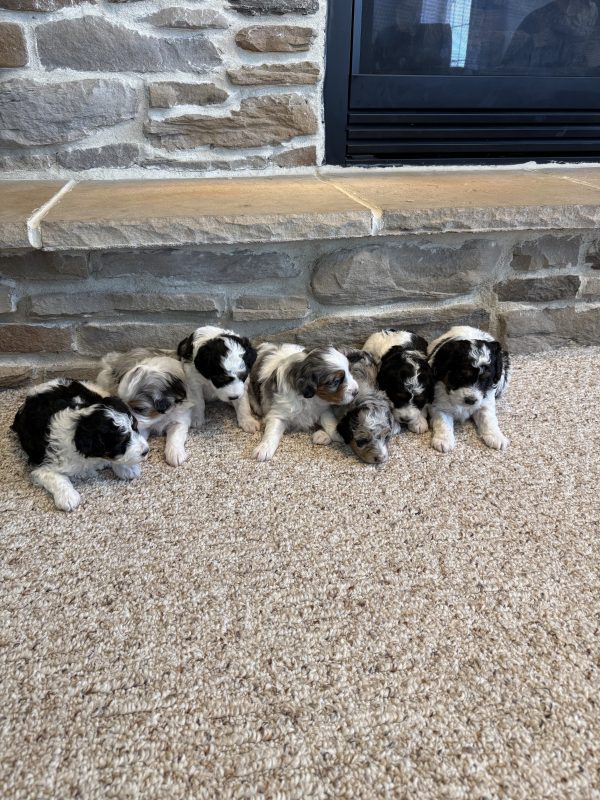 New F1B Micro-Mini Bernedoodle Litter from Brianna & Cyclone puppy