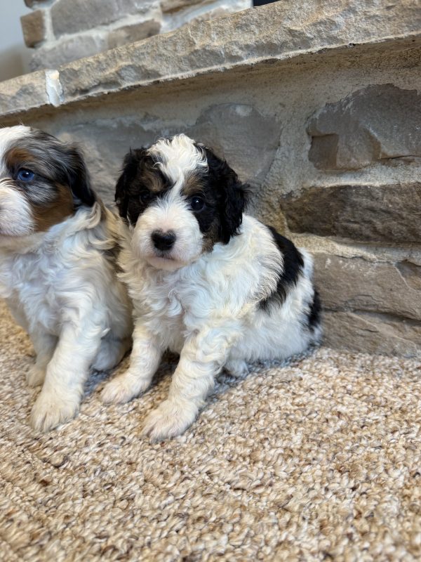 New F1B Micro-Mini Bernedoodle Litter from Brianna & Cyclone - Image 4