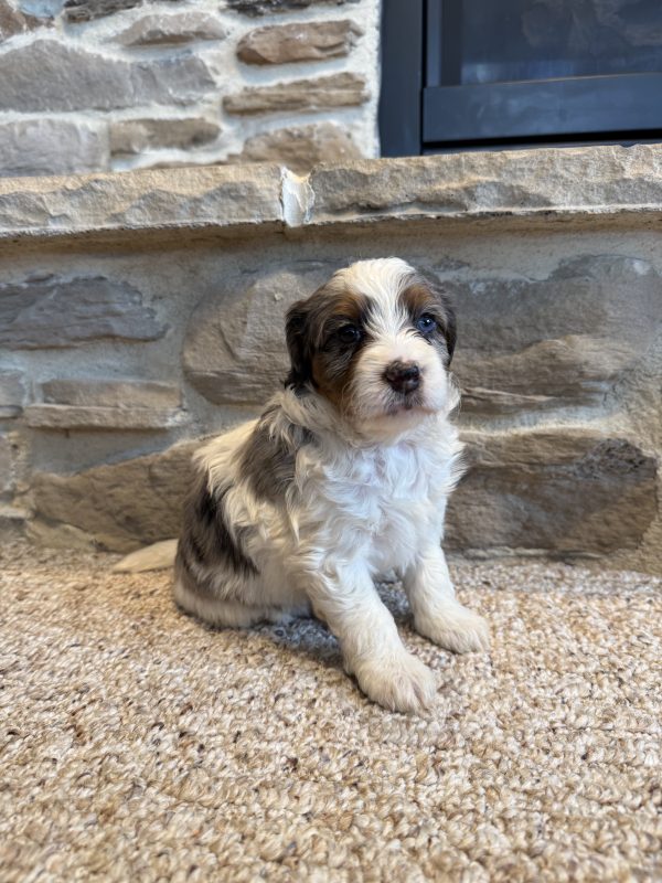 New F1B Micro-Mini Bernedoodle Litter from Brianna & Cyclone - Image 6