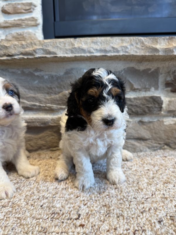 New F1B Micro-Mini Bernedoodle Litter from Brianna & Cyclone - Image 7
