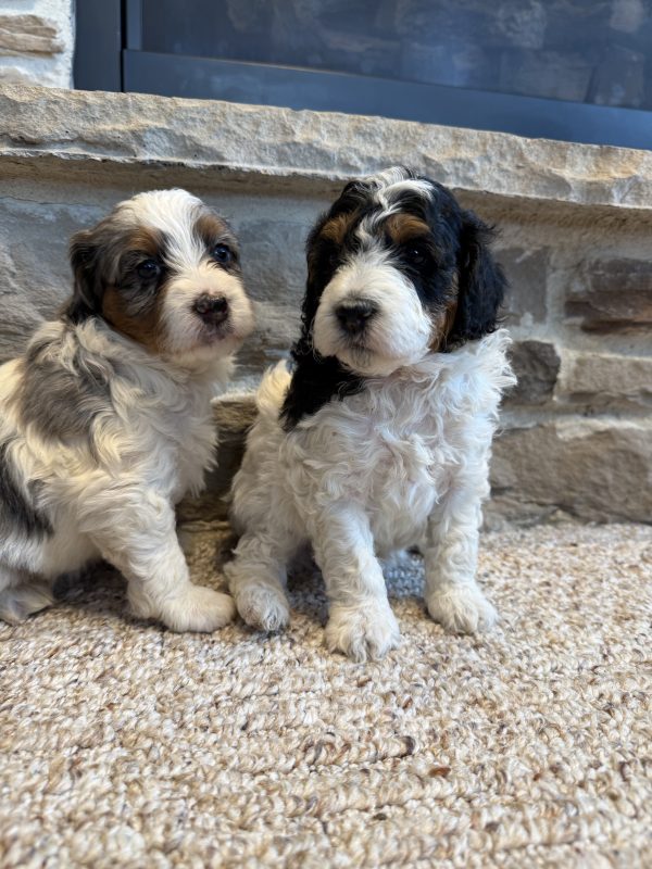 New F1B Micro-Mini Bernedoodle Litter from Brianna & Cyclone - Image 8