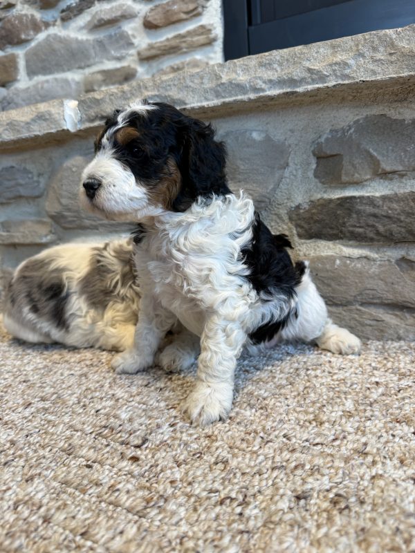 New F1B Micro-Mini Bernedoodle Litter from Brianna & Cyclone - Image 9