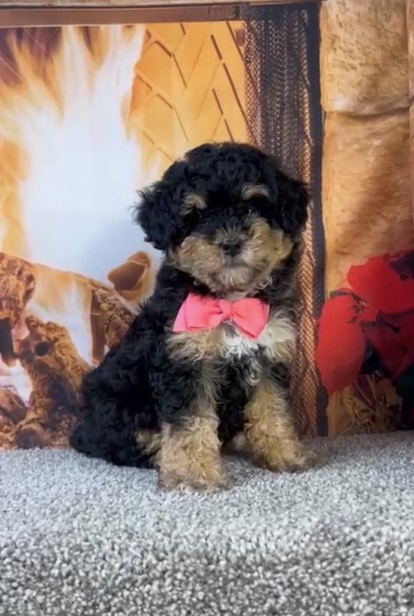 Ms. Aspen the Micro Mini-Bernedoodle puppy