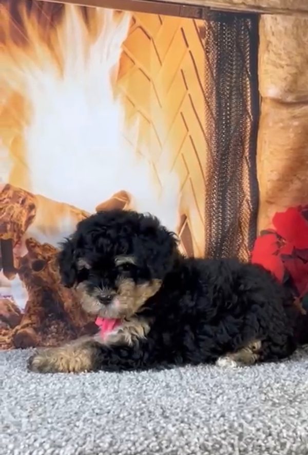 Ms. Aspen the Micro Mini-Bernedoodle - Image 4