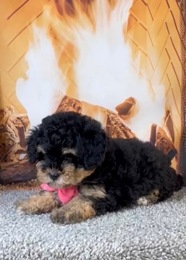 Ms. Aspen the Micro Mini-Bernedoodle - Image 5