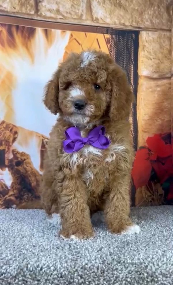 Ms. Amy the F1-B Micro Mini-Bernedoodle - Image 2