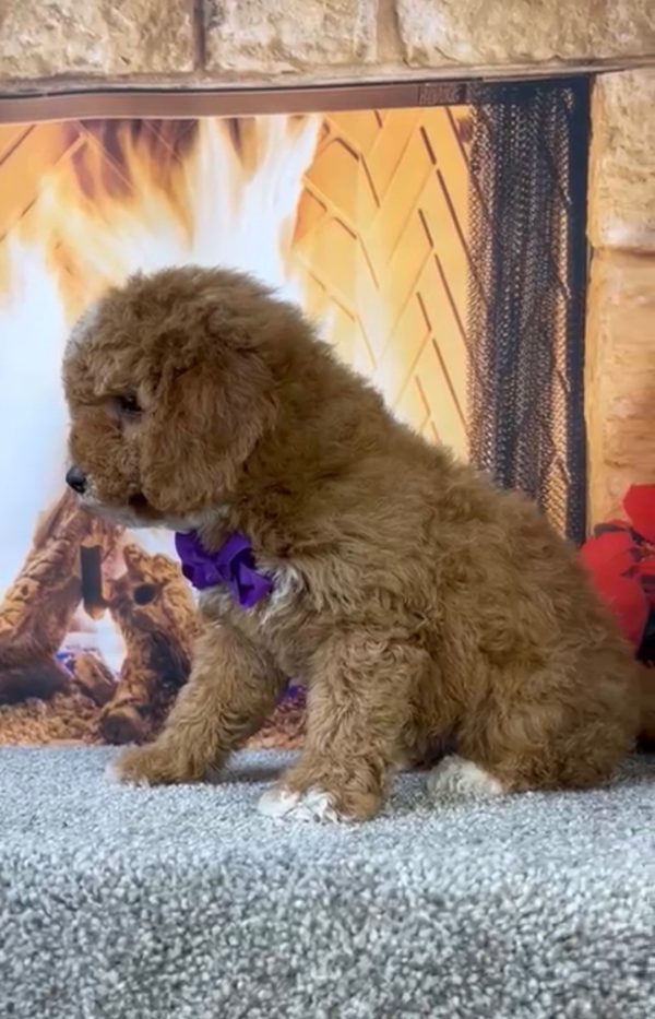 Ms. Amy the F1-B Micro Mini-Bernedoodle - Image 3