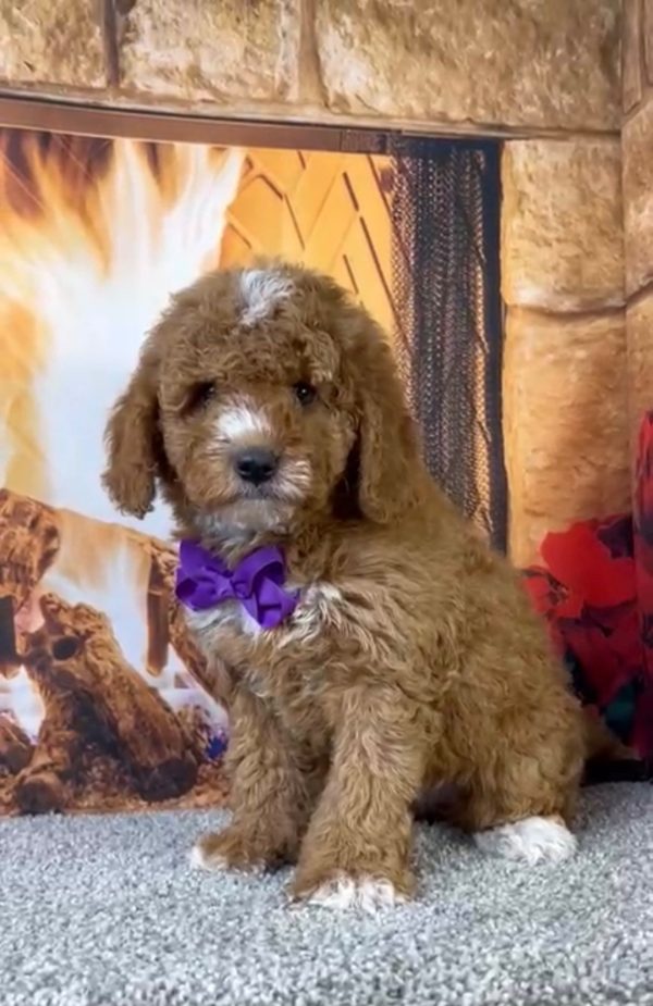 Ms. Amy the F1-B Micro Mini-Bernedoodle - Image 4