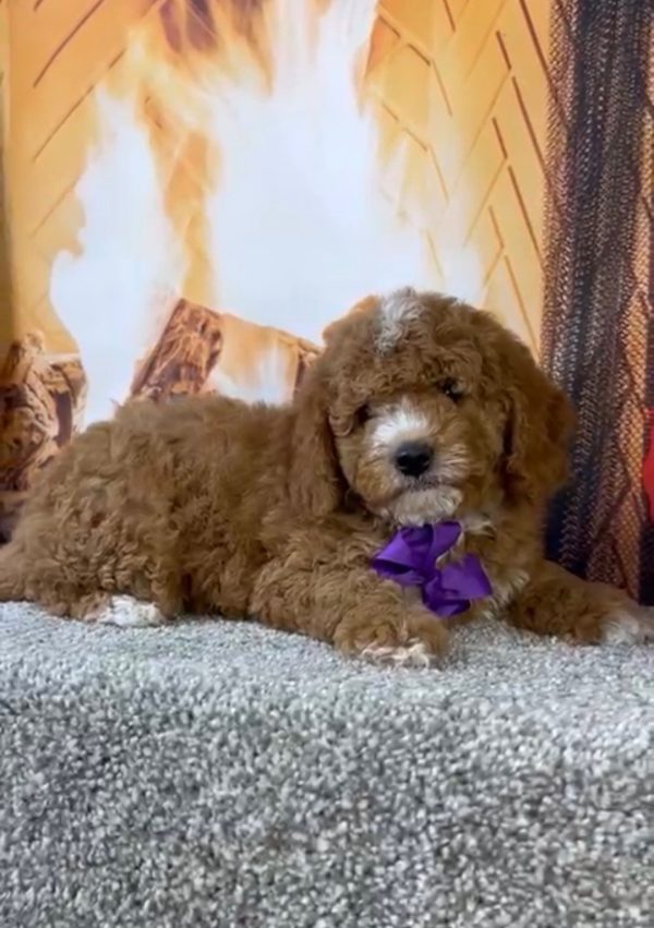 Ms. Amy the F1-B Micro Mini-Bernedoodle - Image 5