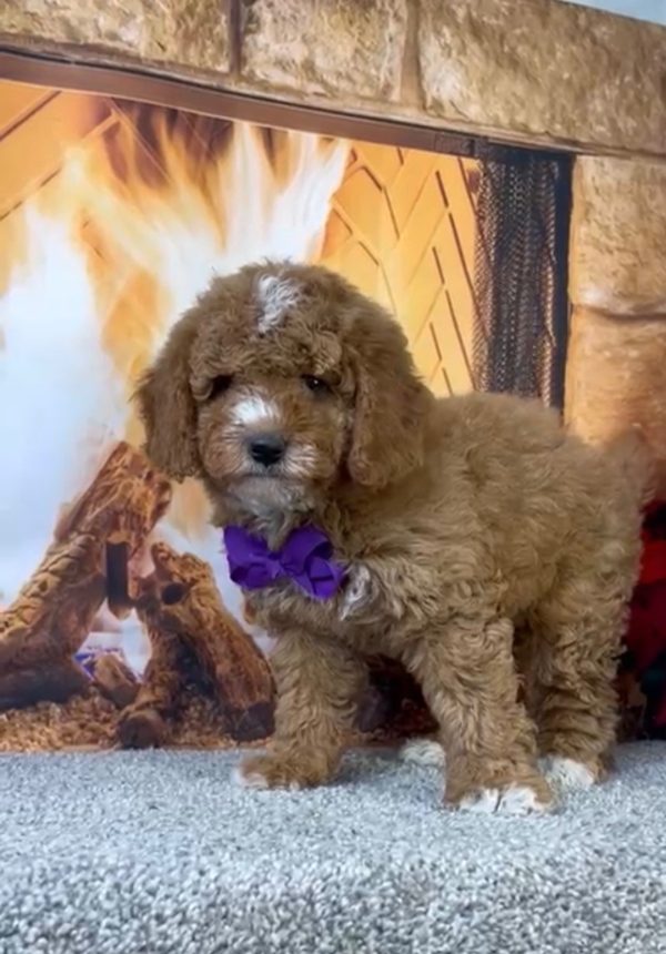 Ms. Amy the F1-B Micro Mini-Bernedoodle - Image 6