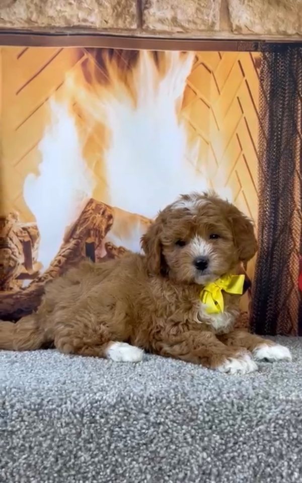 Mr. Asher the Micro Mini-Bernedoodle - Image 3