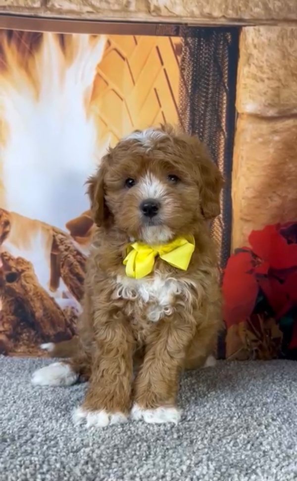 Mr. Asher the Micro Mini-Bernedoodle - Image 4