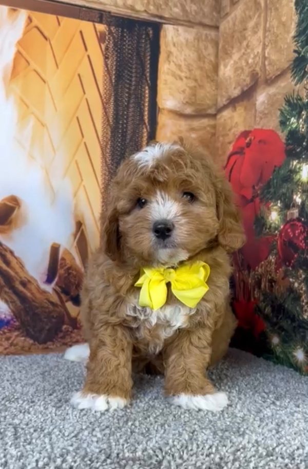 Mr. Asher the Micro Mini-Bernedoodle - Image 5