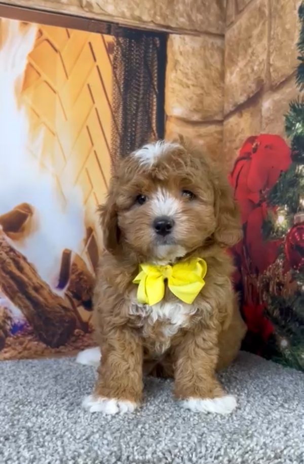 Mr. Asher the Micro Mini-Bernedoodle - Image 7