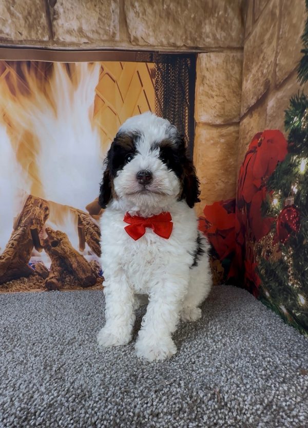 Mr. Alton the Micro Mini-Bernedoodle puppy