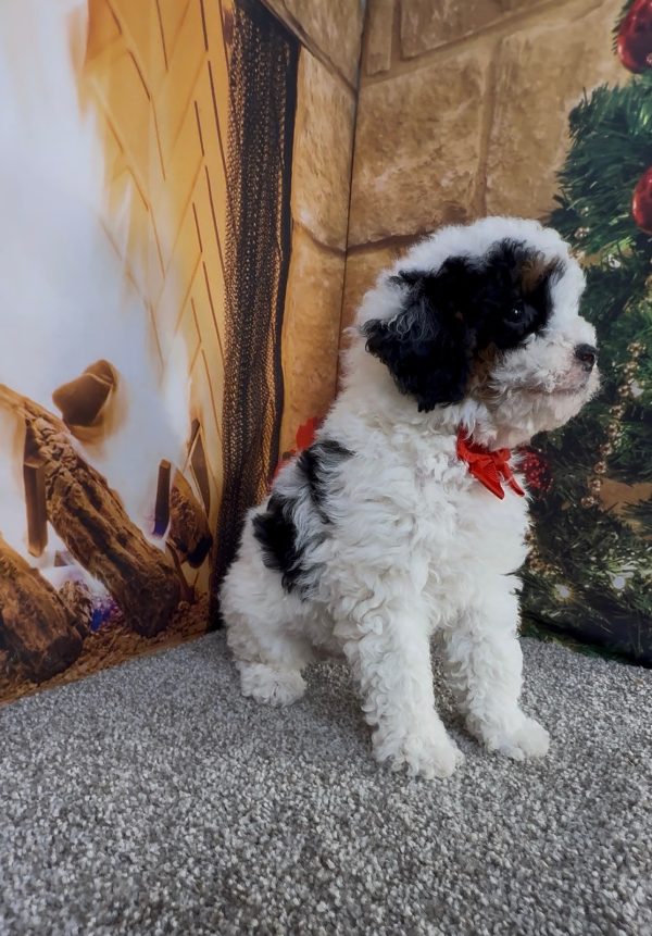 Mr. Alton the Micro Mini-Bernedoodle - Image 4