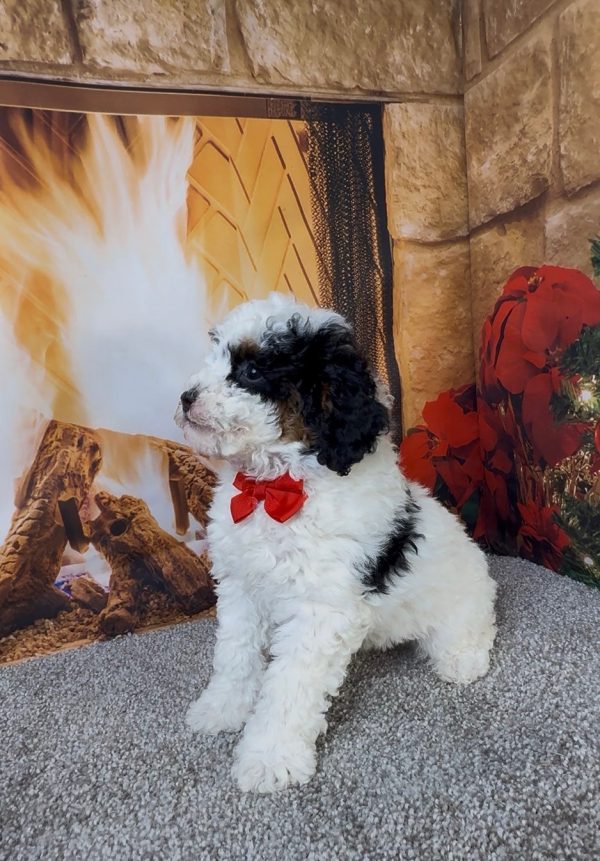 Mr. Alton the Micro Mini-Bernedoodle - Image 5