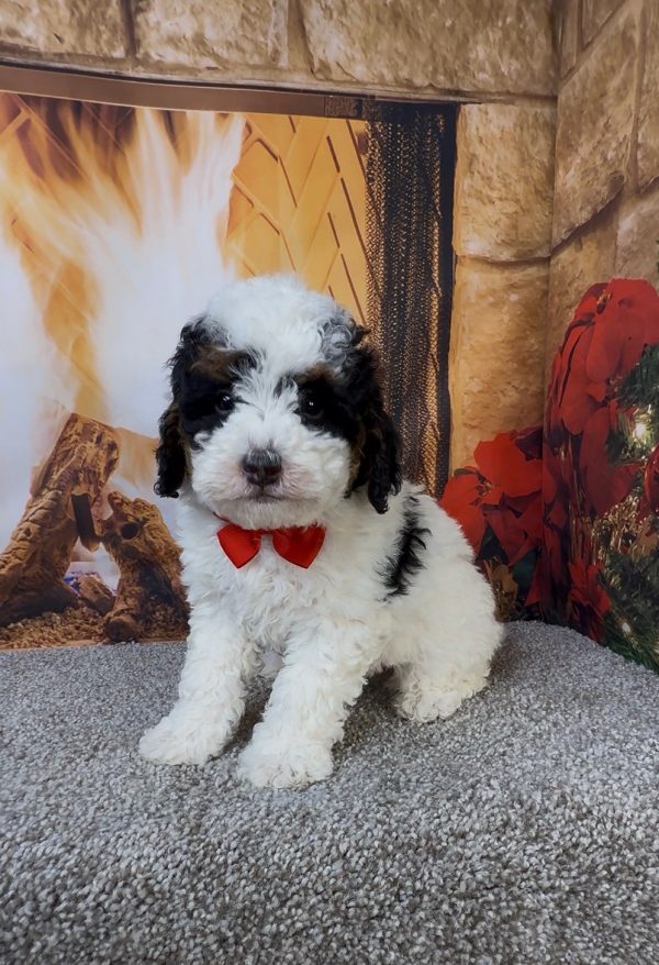 Mr. Alton the Micro Mini-Bernedoodle - Image 6