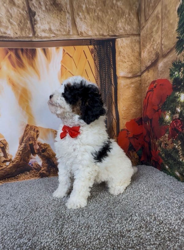 Mr. Alton the Micro Mini-Bernedoodle - Image 7