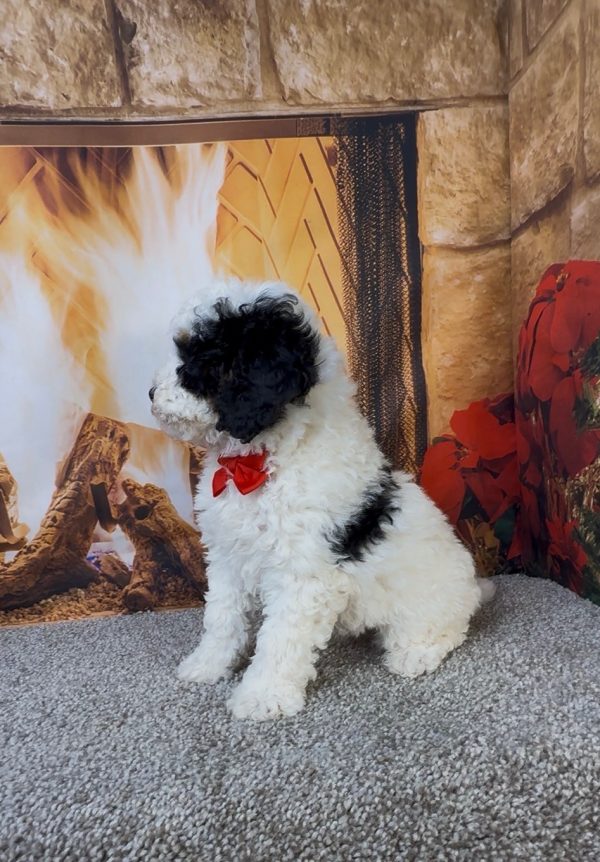 Mr. Alton the Micro Mini-Bernedoodle - Image 8