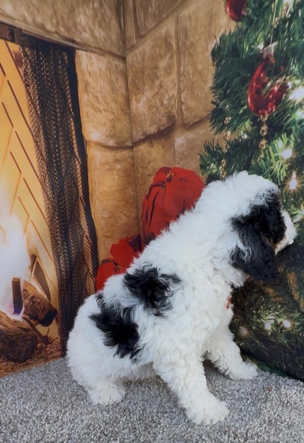 Mr. Alton the Micro Mini-Bernedoodle - Image 9
