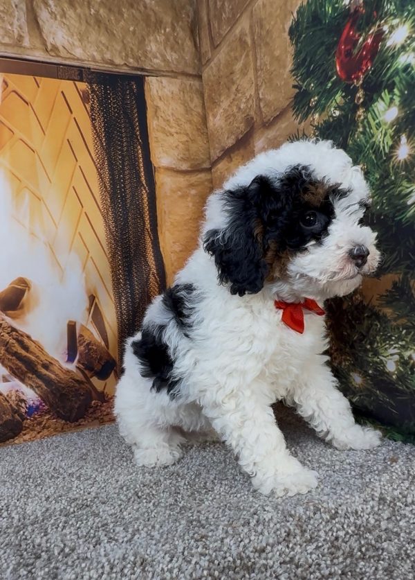 Mr. Alton the Micro Mini-Bernedoodle - Image 10