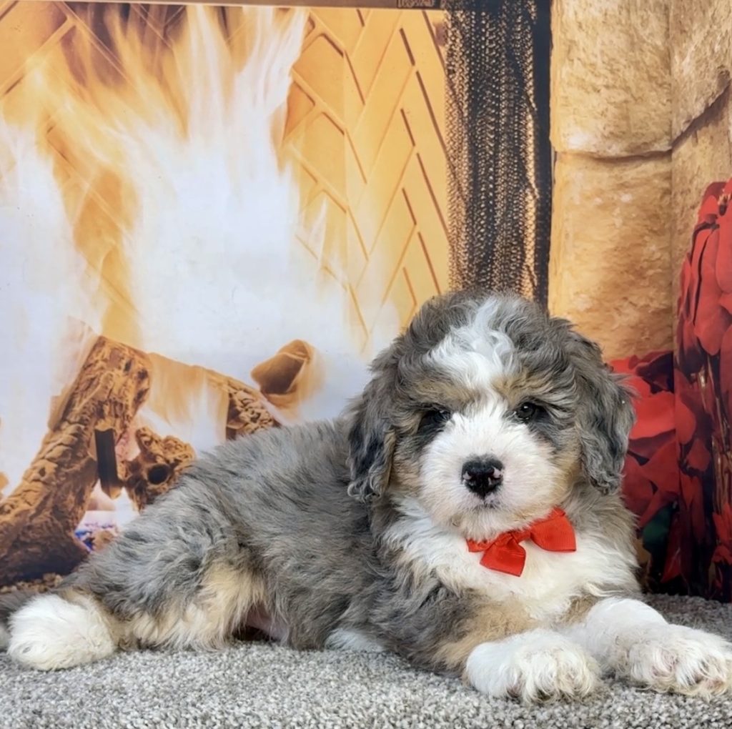Photo of Mr. Flynn the Mini-Bernedoodle puppy