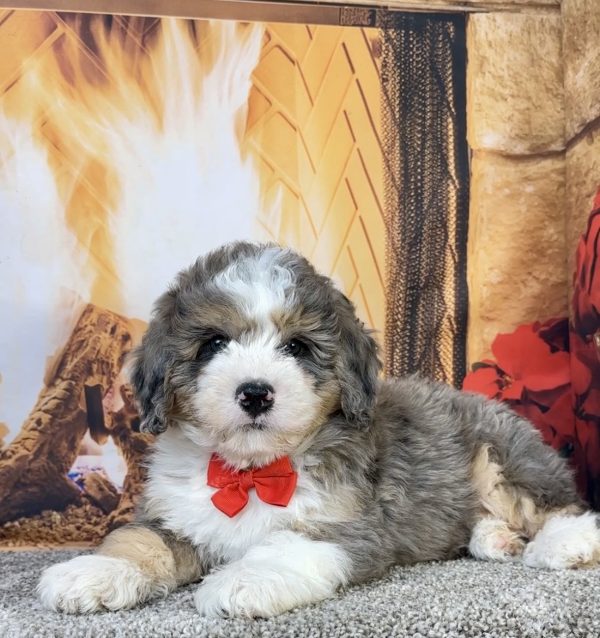Photo of Mr. Flynn the Mini-Bernedoodle puppy
