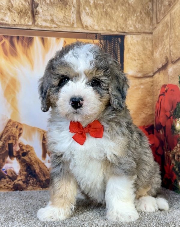 Photo of Mr. Flynn the Mini-Bernedoodle puppy