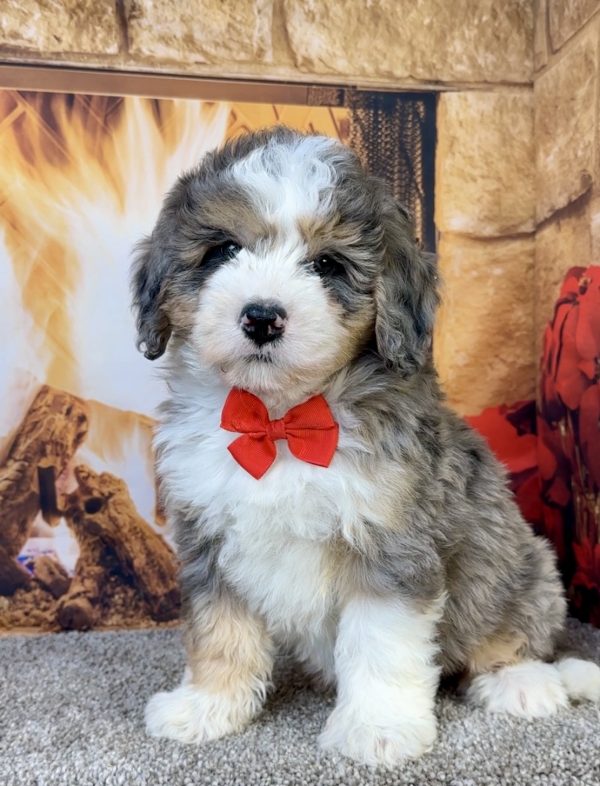 Photo of Mr. Flynn the Mini-Bernedoodle puppy