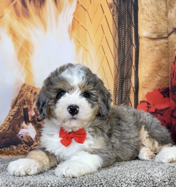 Photo of Mr. Flynn the Mini-Bernedoodle puppy
