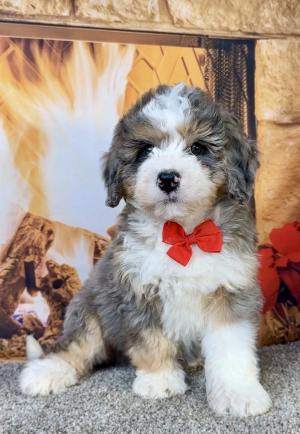 Photo of Mr. Flynn the Mini-Bernedoodle puppy