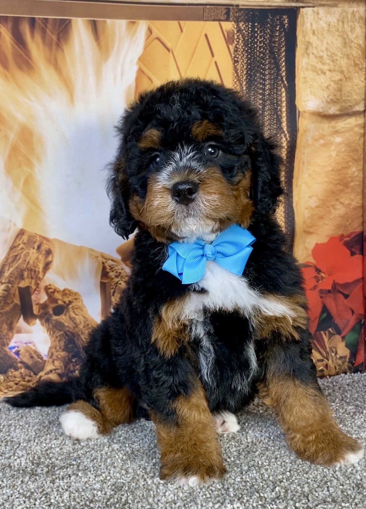 Photo of Mr. Gabe the Mini-Bernedoodle puppy