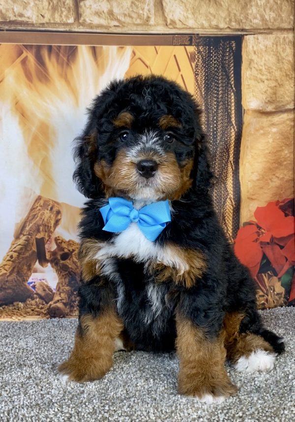 Photo of Mr. Gabe the Mini-Bernedoodle puppy