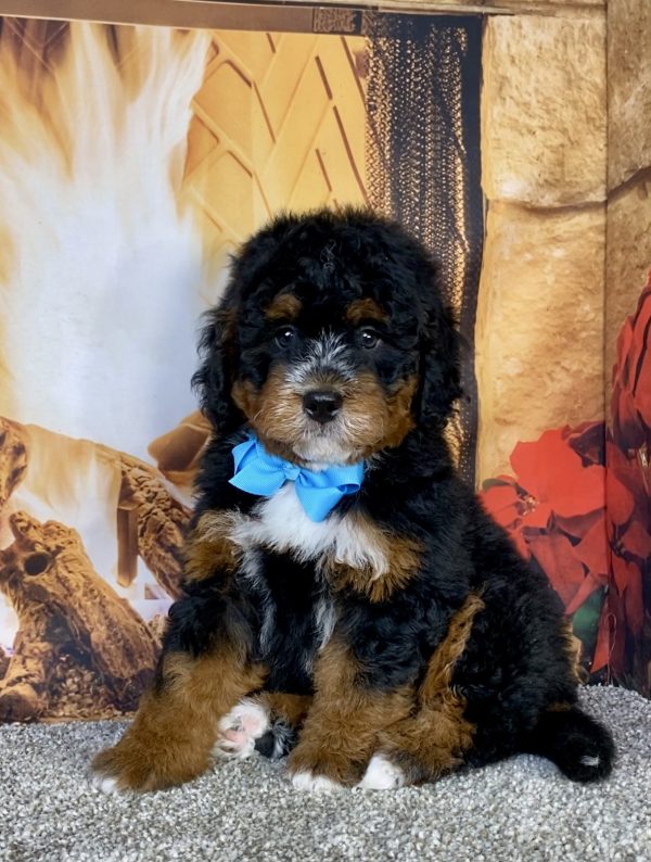Mr. Gabe the  Mini-Bernedoodle puppy