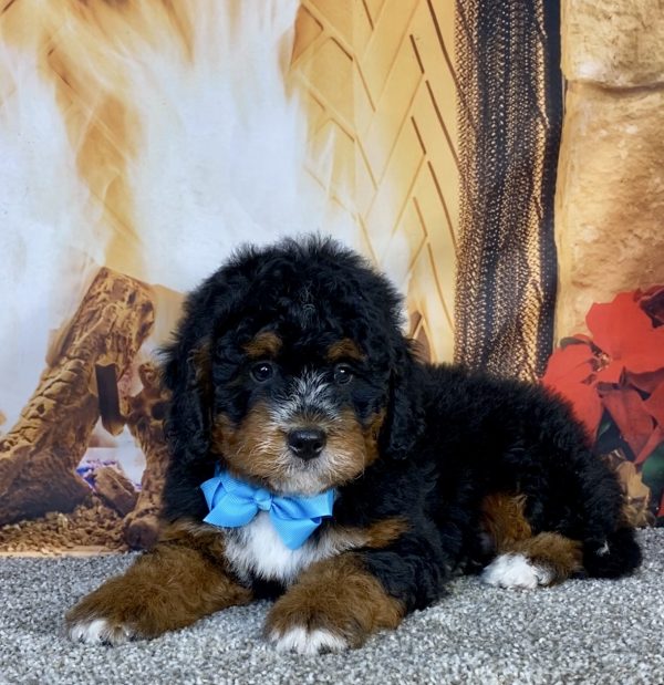 Photo of Mr. Gabe the Mini-Bernedoodle puppy
