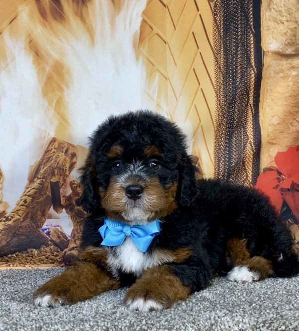 Photo of Mr. Gabe the Mini-Bernedoodle puppy