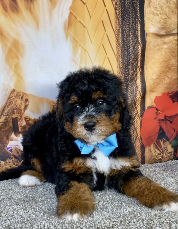 Photo of Mr. Gabe the Mini-Bernedoodle puppy