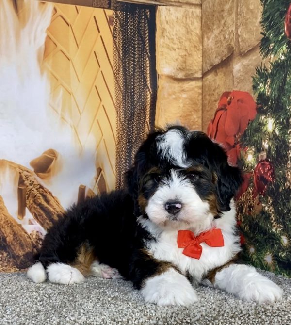 Mr. Gavin the  Mini-Bernedoodle puppy