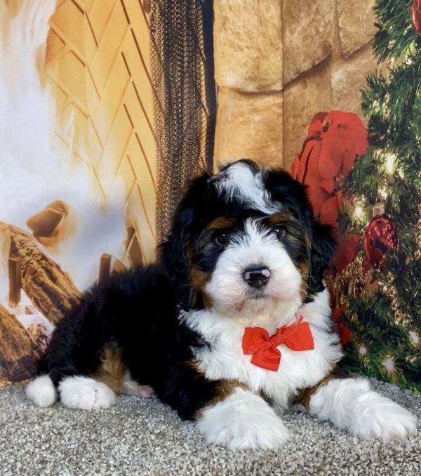 Photo of Mr. Gavin the Mini-Bernedoodle puppy