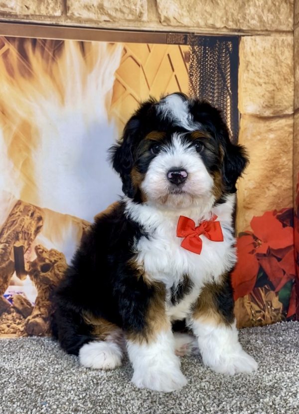 Photo of Mr. Gavin the Mini-Bernedoodle puppy