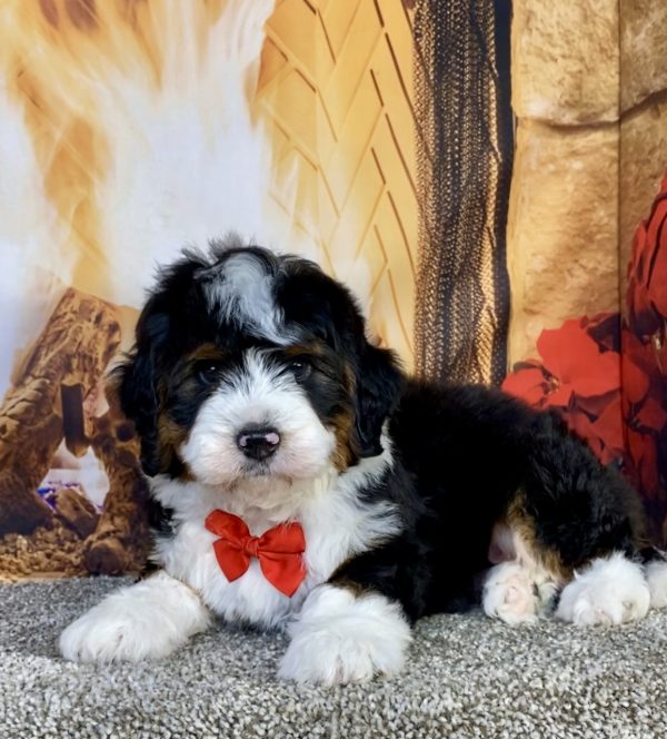 Photo of Mr. Gavin the Mini-Bernedoodle puppy