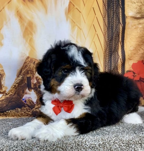 Photo of Mr. Gavin the Mini-Bernedoodle puppy